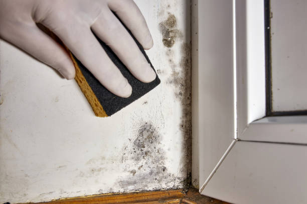 Best Real Estate Mold Inspection  in Isanti, MN